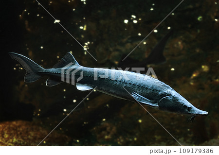 Illustration of Siberian sturgeon fish on the background of the bottom and algae 109179386