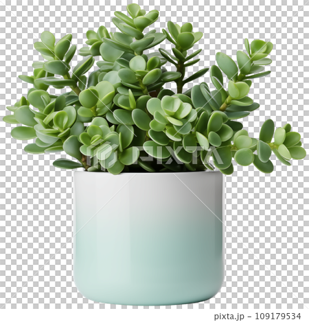 Jade plant potted in white modern ceramic plant pot. Isolated houseplant on transparent background. Generative AI. 109179534
