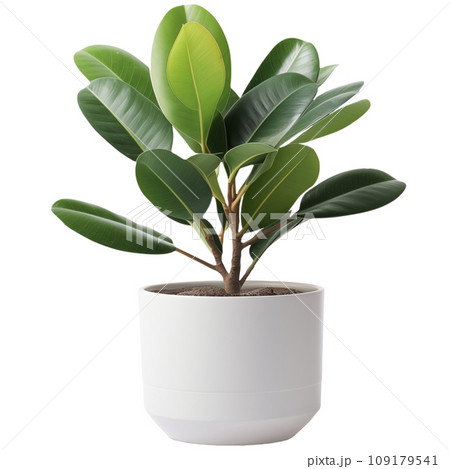 Rubber plant in white modern ceramic plant pot. Isolated houseplant on transparent background. Generative AI. Rubber plant in white modern ceramic plant pot. Isolated houseplant on transparent background. Generative AI. 109179541