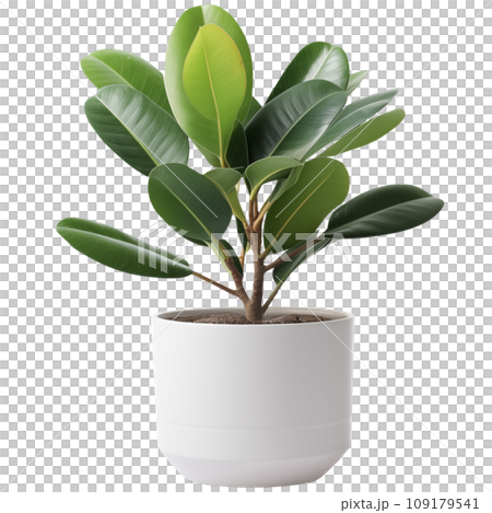 Rubber plant in white modern ceramic plant pot. Isolated houseplant on transparent background. Generative AI. Rubber plant in white modern ceramic plant pot. Isolated houseplant on transparent background. Generative AI. 109179541