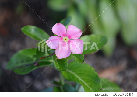 小さなピンク色のニチニチソウの花 109179594