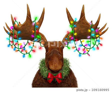 Funny Holiday Moose Funny Holiday Moose 109180995