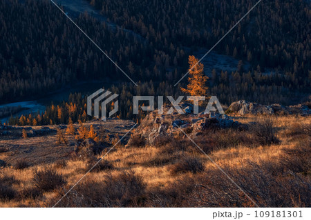 Wild nature background with rocky hill. One autumn golden tree standing out against the dark forest mountain background, light and shadow. October larch glows in the rays of the sun. Wild nature background with rocky hill. One autumn golden tree standing out against the dark forest mountain background, light and shadow. October larch glows in the rays of the sun. 109181301