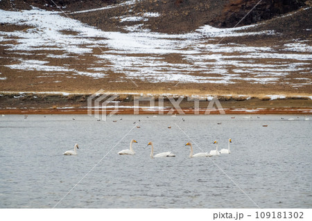 Swan lake in Mongolia. Swans swim in a natural environment on the lake. Autumn landscape with swans. Swan lake in Mongolia. Swans swim in a natural environment on the lake. Autumn landscape with swans. 109181302