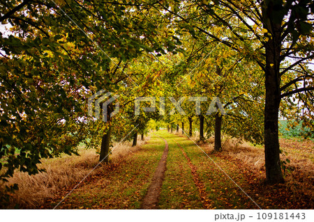 Path surrounded by trees in Autumn 109181443