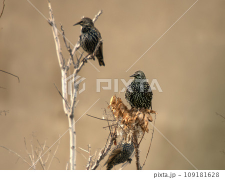Starling (Sturnus vulgaris) is a small passerine bird in the starling family. 109181628