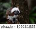 動物 動物学 きれい 109181685
