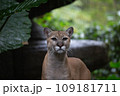 動物 動物学 猫 109181711