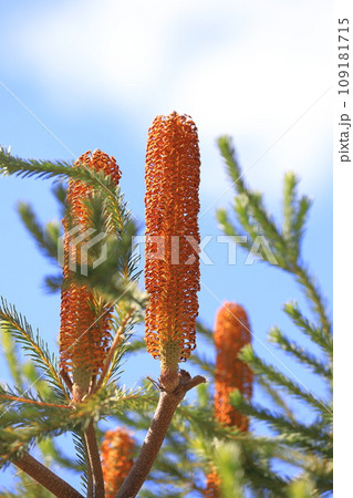 バンクシアの花 バンクシアの花 109181715