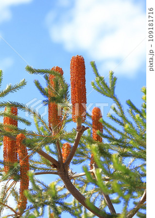 バンクシアの花 109181716