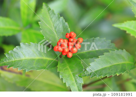千両（センリョウ）の赤い実 109181991