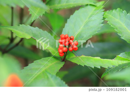 千両（センリョウ）の赤い実 109182001