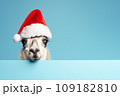 A very funny llama or alpaca in a Santa Claus hat isolated on blue background. New Year or Christmas concept banner with lama and copy space. 109182810