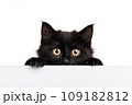 A funny cute black kitten looks out from behind a white background. Black kitten isolated on white background. 109182812