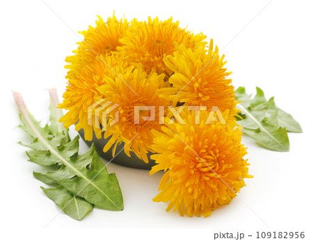 Medicinal dandelion 109182956
