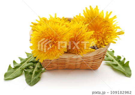 Medicinal dandelion Medicinal dandelion 109182962