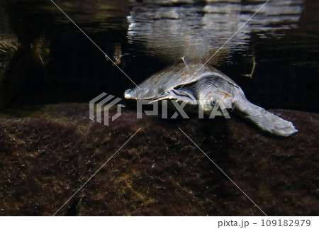 Pig-nosed turtle of New Guinea 109182979