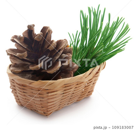 Pinecone Pinecone 109183007