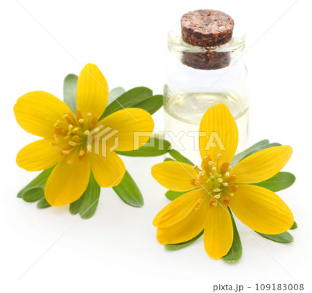 Eranthis hyemalis and medicinal extract Eranthis hyemalis and medicinal extract 109183008