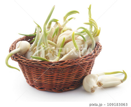 Garlic germinated 109183063
