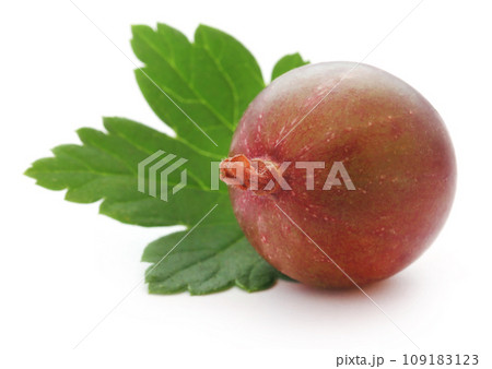 Fresh ripe gooseberry 109183123