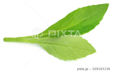 Longevity spinach used as herbal medicine Longevity spinach used as herbal medicine 109183136