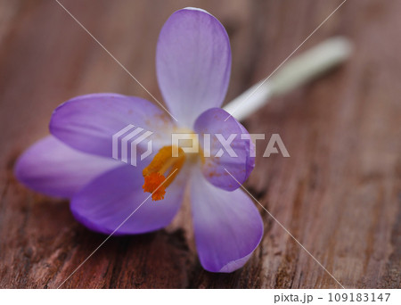 Saffron crocus flower 109183147