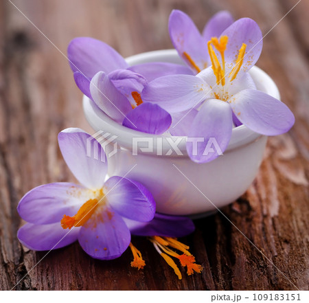 Saffron crocus flower 109183151