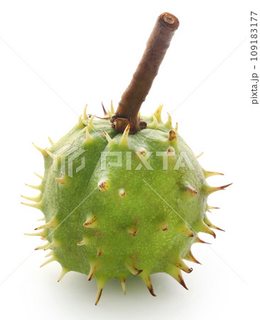 Horse chestnut Horse chestnut 109183177