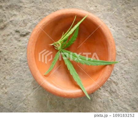 Cannabis leaves in clay pot 109183252