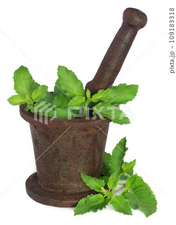 Holy basil or tulsi leaves in a vintage mortar 109183318