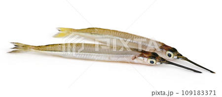 Needlefish of fresh water Needlefish of fresh water 109183371