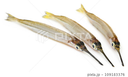 Needlefish of fresh water Needlefish of fresh water 109183376