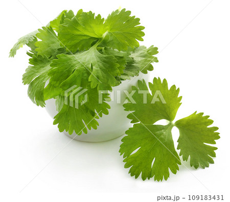 Fresh coriander leaves 109183431