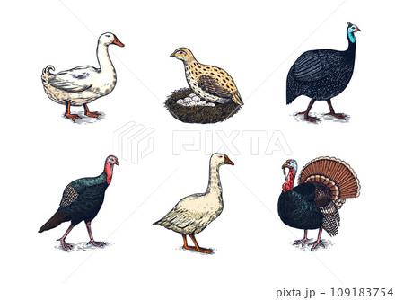 Domestic Chicken bird. Turkey guinea fowl goose duck quail. Hand drawn. Engraved Farm animal. Old 109183754