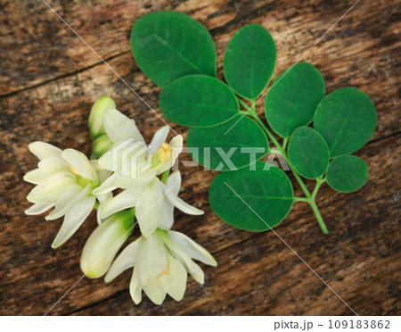 Medicinal moringa flower with green leaves Medicinal moringa flower with green leaves 109183862