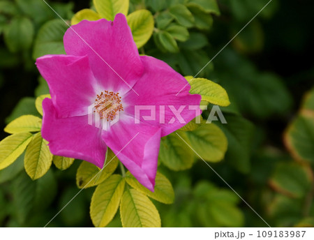Beach rose Beach rose 109183987