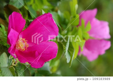 Beach rose 109183989