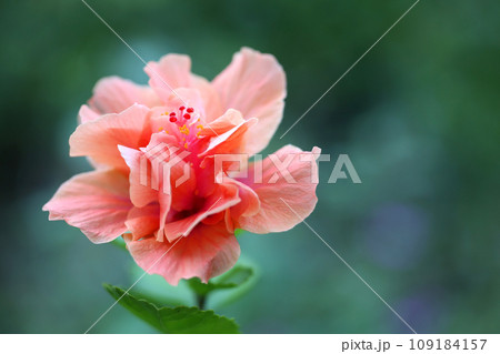 Hibiscus of pale pink Hibiscus of pale pink 109184157