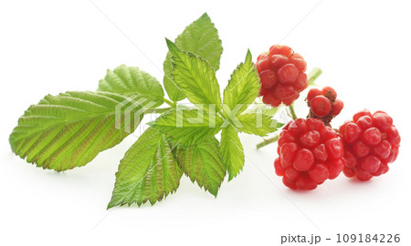 Fresh blackberries Fresh blackberries 109184226