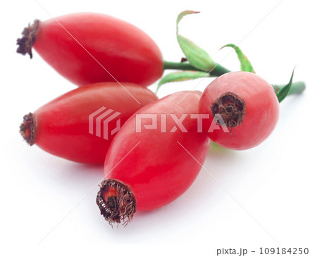 Rose hips Rose hips 109184250