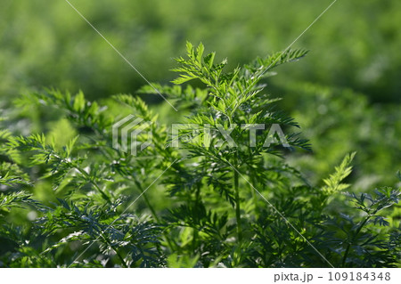 にんじん畑(Carrot field) にんじん畑(Carrot field) 109184348