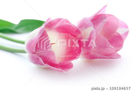 Closeup of tulip 109184657