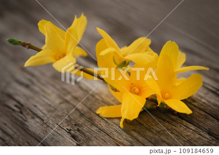 Forsythia known as spring flower 109184659