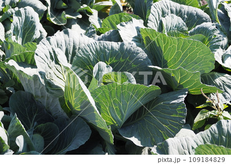 キャベツ畑:cabbage patch キャベツ畑:cabbage patch 109184829