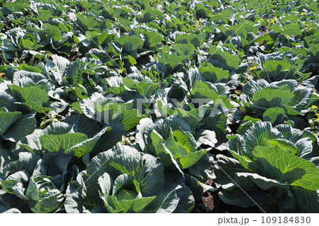 キャベツ畑:cabbage patch キャベツ畑:cabbage patch 109184830