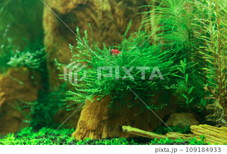 Planted aquarium Planted aquarium 109184933
