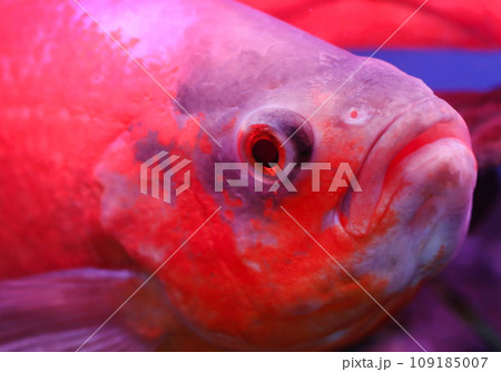 Oscar fish 109185007