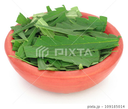 Cannabis leaves 109185014