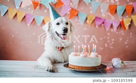 birthday party for dog, 16:9 widescreen backdrop / wallpaper 109185599